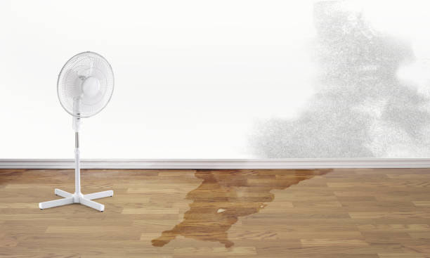 Best Water damage mitigation services  in Madisonville, TN
